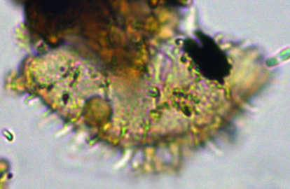 Eocladopyxis peniculatum 27X11391412401005a.jpg